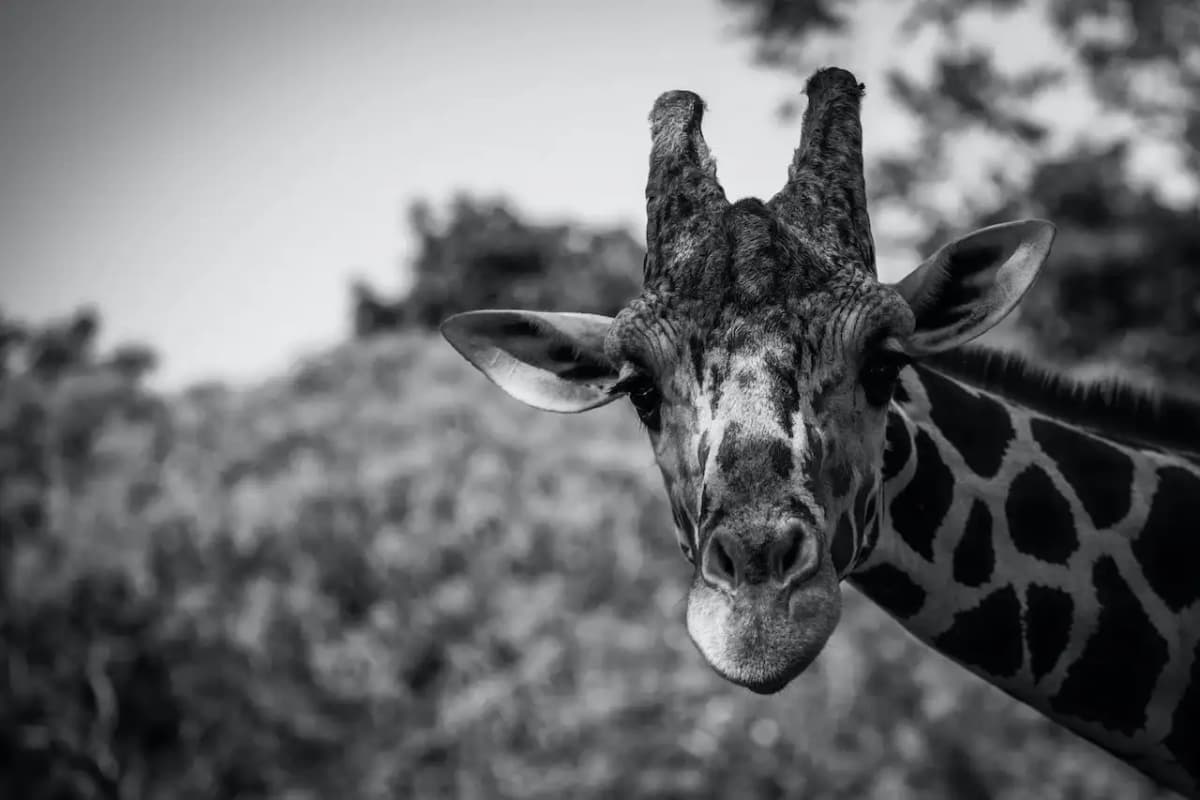 Giraffe