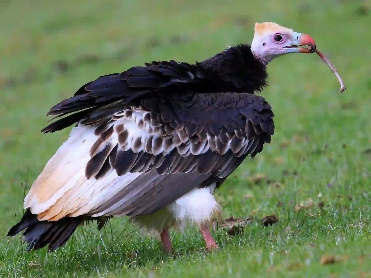 White-Headed Vulture