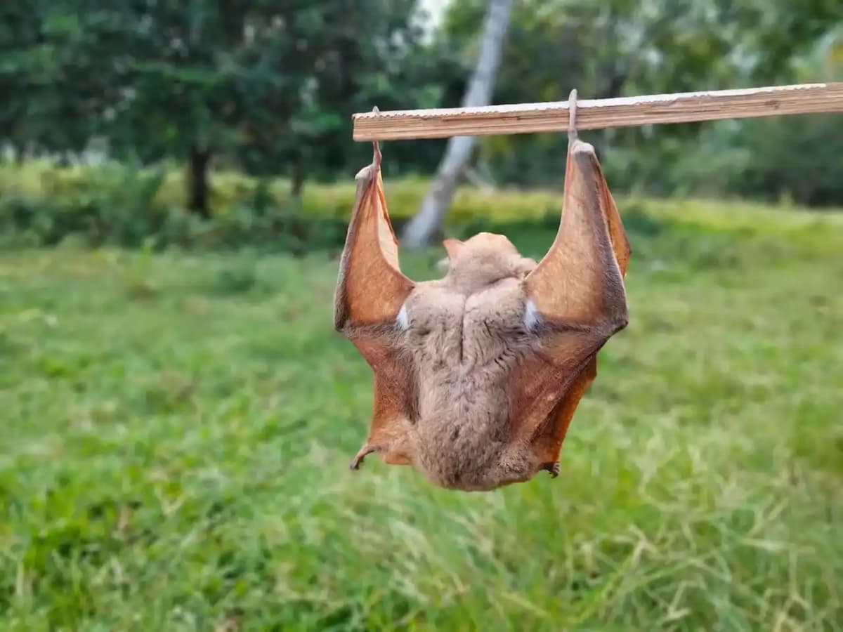 Bat