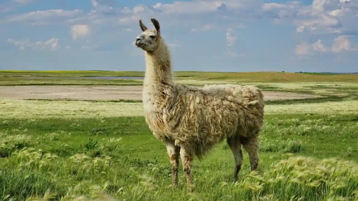 llama