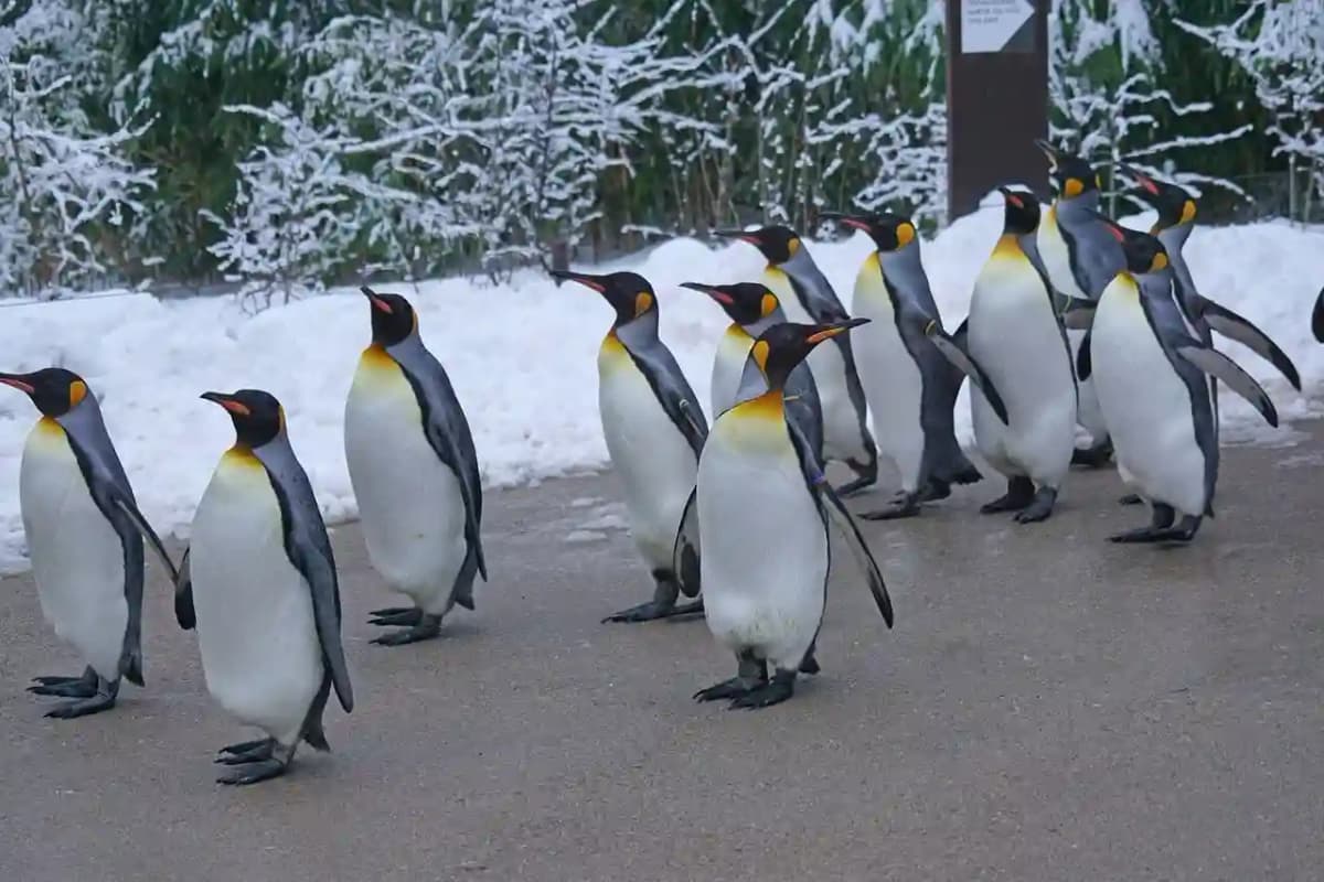 King Penguins