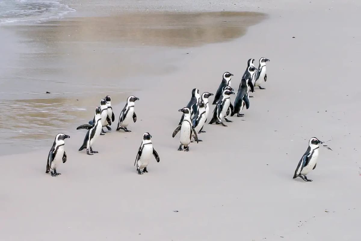 Penguins